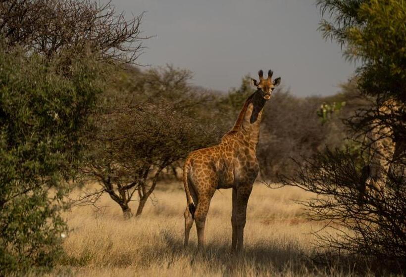 ペンション Leeuwkop Hunting Safaris