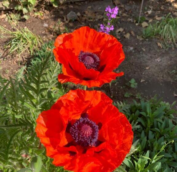 ベッドアンドブレックファースト Tesi Eco Suite In Mergelgrot