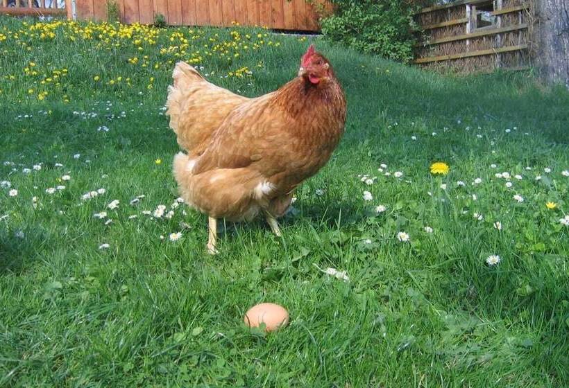 Biobauernhof Wolf Hof