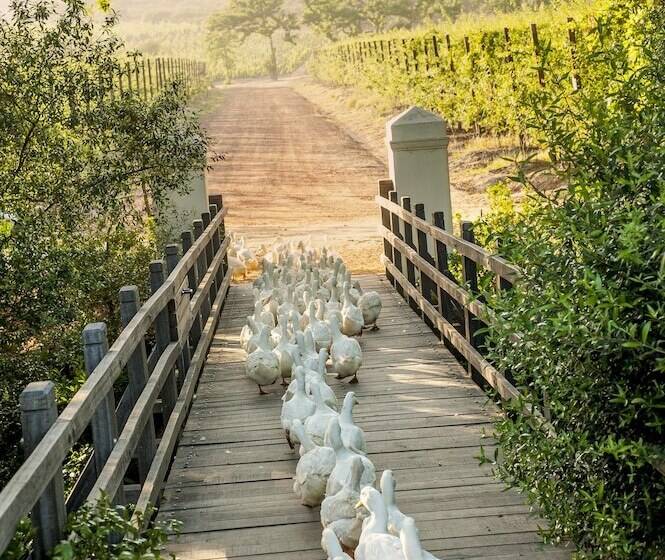 호텔 Babylonstoren