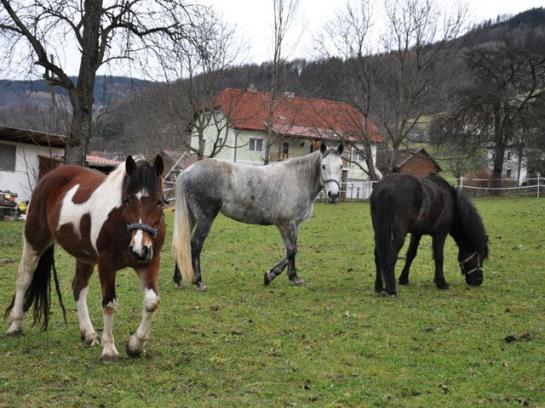 Bauernhof Hof Zu Steinern