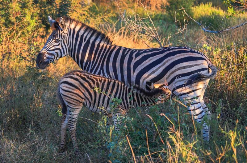 ホテル Buckler S Africa Lodge Kruger Park