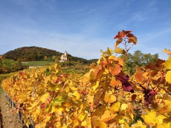 Förster- Appartements