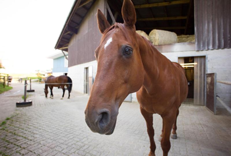 Hotel Hohberg  Next To Bbc Arena