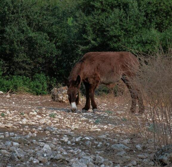 ホテル Agriturismo Pantalica Ranch