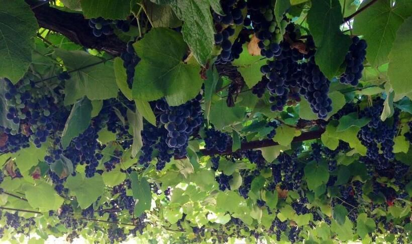 ホテル Quintal De Alem Do Ribeiro Turismo Rural