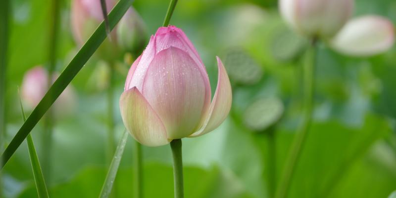 בית מלון כפרי Rothman Manor