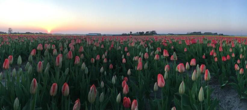 Nicolette Apartments