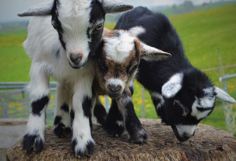 بنسيون Gasthaus Alpina