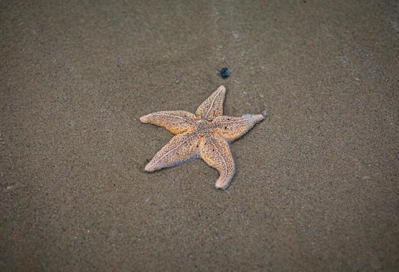 Strandhotel Camperduin