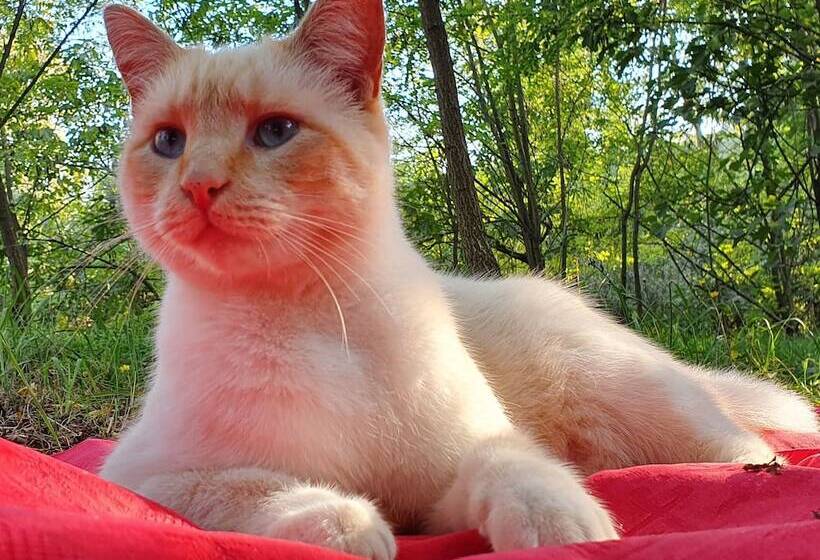 Wiki Hostel & Greenvillage