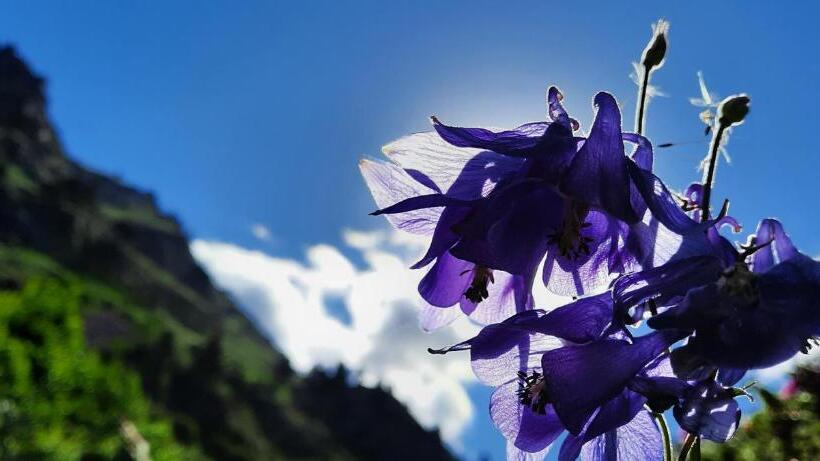 Appartement Le Cocon Mont Louis 66