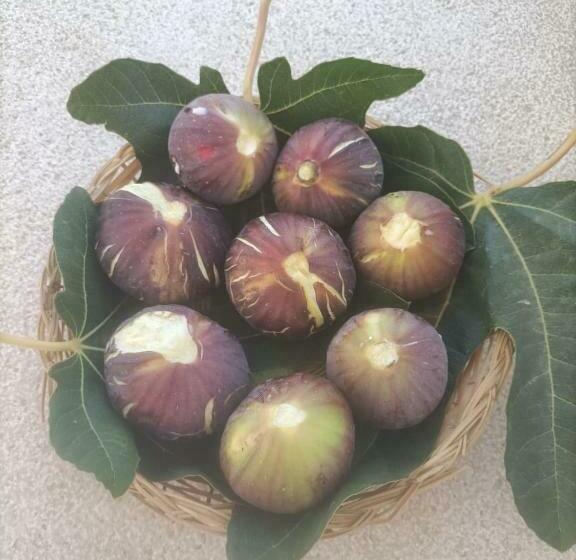 ベッドアンドブレックファースト Masseria Ella