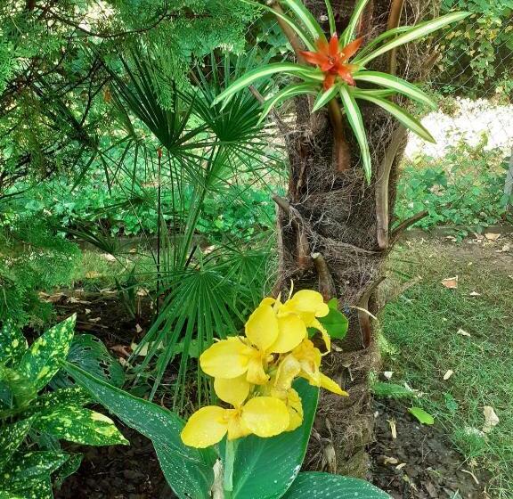 House W Little Tropical Garden
