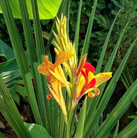 House W Little Tropical Garden