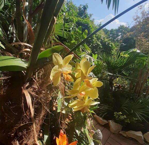 House W Little Tropical Garden