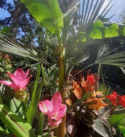 House W Little Tropical Garden