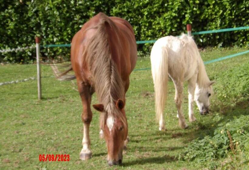 Le Cheval D’en Fer