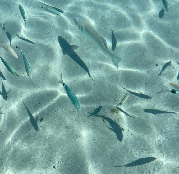 Пансион Villa Zinnibiri