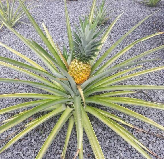 فندق صغير Rancho Tranquillo