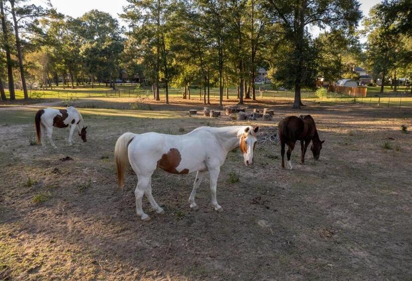 Relaxing Two Bedroom Apartment Or Studio On 13 Beautiful Wooded Acres In A Quiet Neighborhood