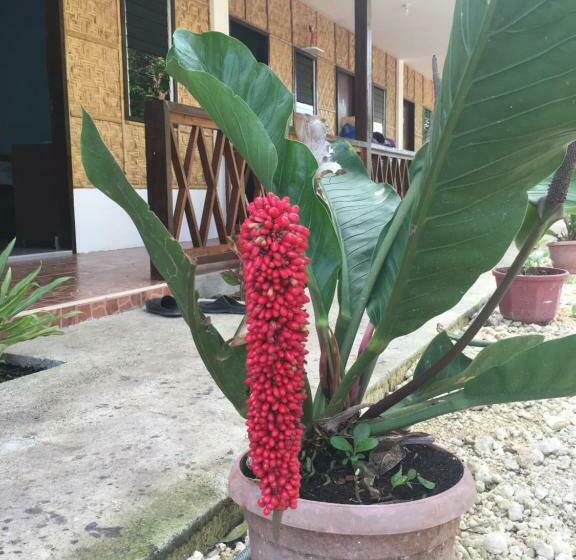 هاستل Panglao Rainbow Inn