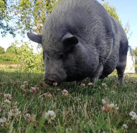 Charmante Maison Avec Cheminée, Grand Jardin Et Boxe Chevaux