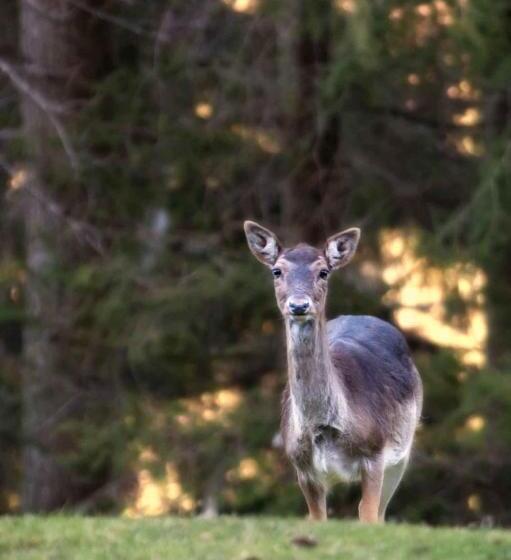 Ibibiena   Casa Natale Bernardo Tanucci