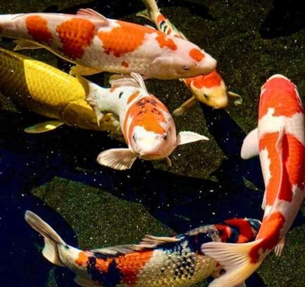 Magical Villa Casa Koi In Sao Bras De Alportel