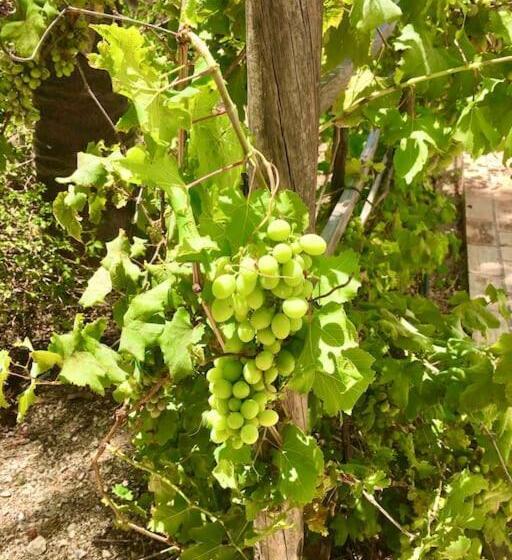 Magical Villa Casa Koi In Sao Bras De Alportel