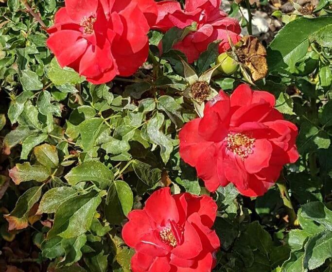 Magical Villa Casa Koi In Sao Bras De Alportel