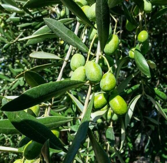 ベッドアンドブレックファースト La Cicala Stonata