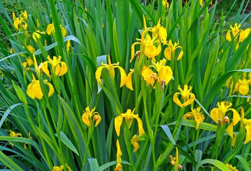 Bed and Breakfast La Voureyline