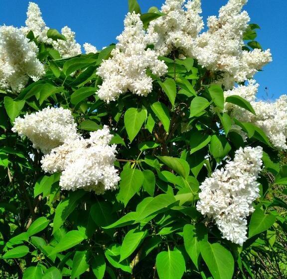 Bed and Breakfast La Voureyline