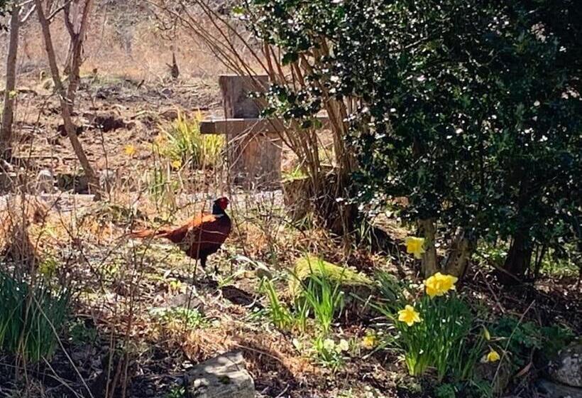 Cosy & Rustic Retreat   Woodland Cottage
