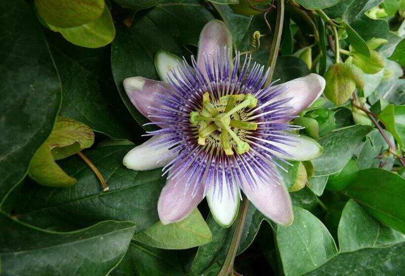 膳宿费 Villa Yucca