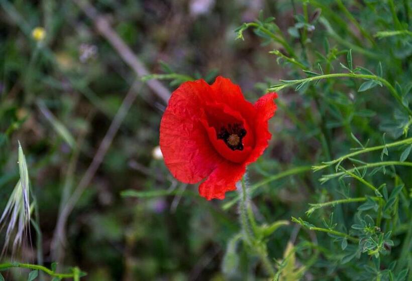 בית מלון כפרי Casa De Belharino