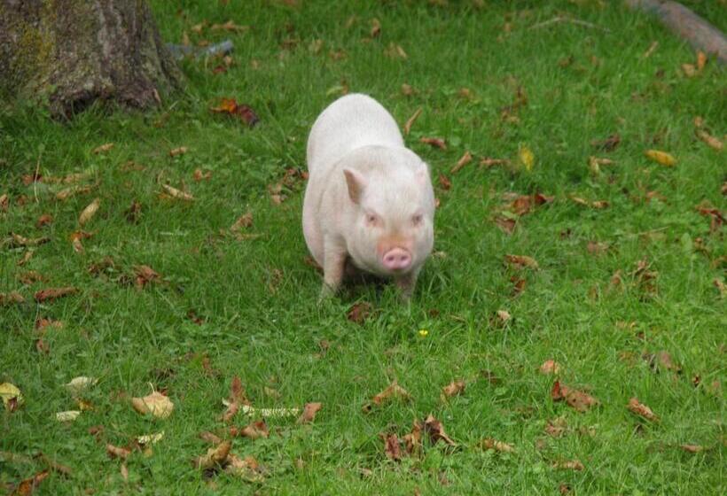 فندق Haus Hanshois