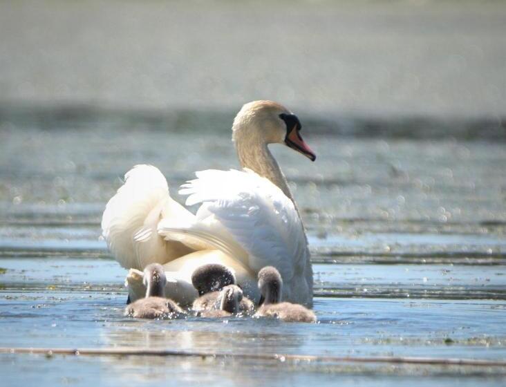 Пансион Casa Calin