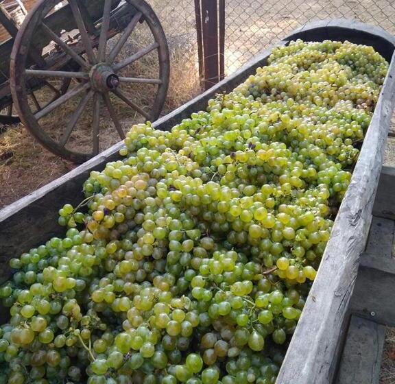 پانسیون Guest House Kamea