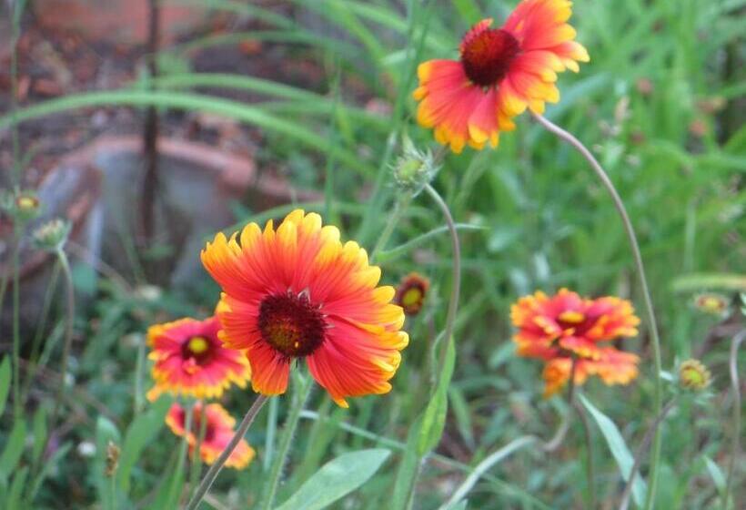 پانسیون Guest House Kamea