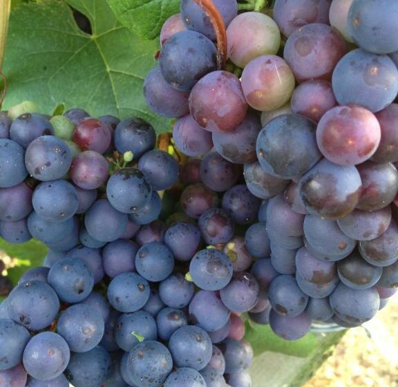 Пансион Maison Du Guit