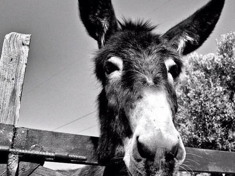 فندق Agriturismo Fassi