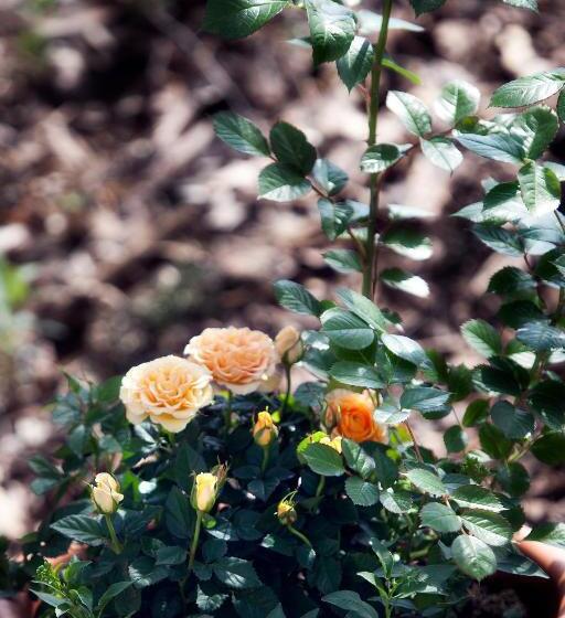 ホテル Restaurant Anna