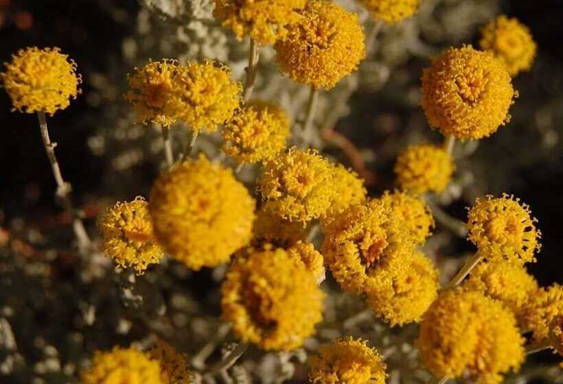 Отель La Spiga D Oro