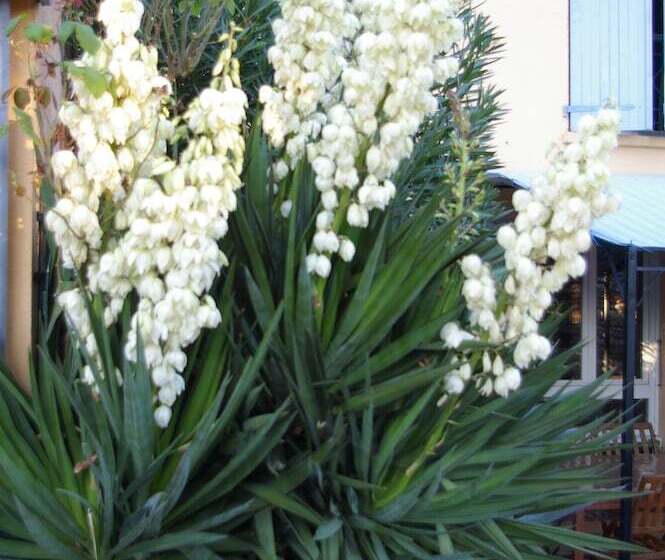 Отель La Cognée