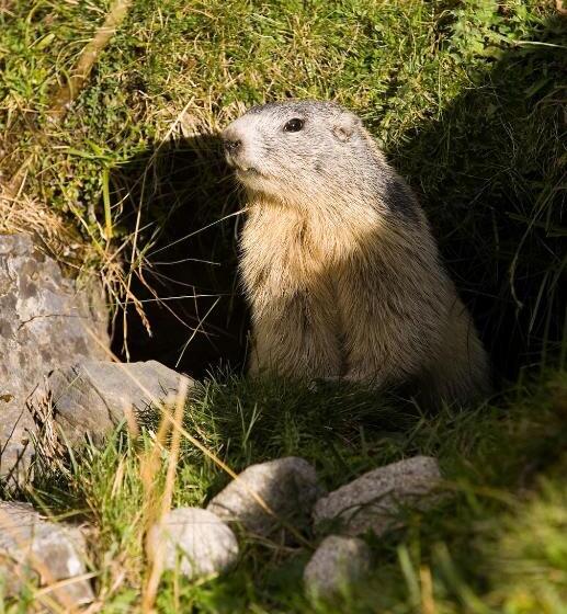 Logis Hotels   Hôtel   Restaurant   Bar   Le Sapin Fleuri