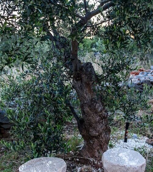 בית מלון כפרי Xemoni