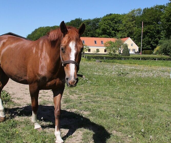 Munkebjerg Bed & Breakfast