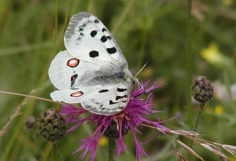 بنسيون Gasthof Zum Brunnen